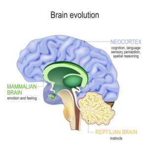 human brain selfregulation