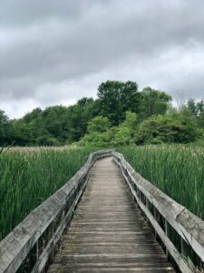 invasive cattails